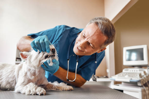Best Emergency Dental Care for Broken or Chipped Teeth in Lake Grove, NY